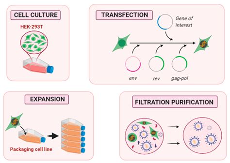 lv productions|lentiviral vector production protocol.